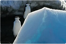 The Complicated Story Behind 18000 Dead Penguin Chicks